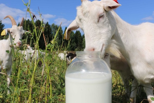 Производство козьего молока и молочных продуктов наладят в Западно-Казахстанской области